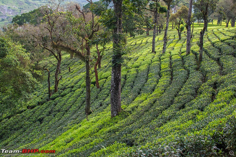 To Valparai, in search of Lion-tailed Macaques!-dsc_2090.jpg