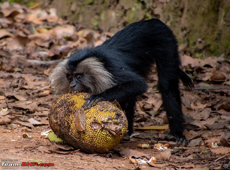 To Valparai, in search of Lion-tailed Macaques!-dsc_2231.jpg
