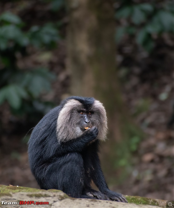 To Valparai, in search of Lion-tailed Macaques!-dsc_2288.jpg
