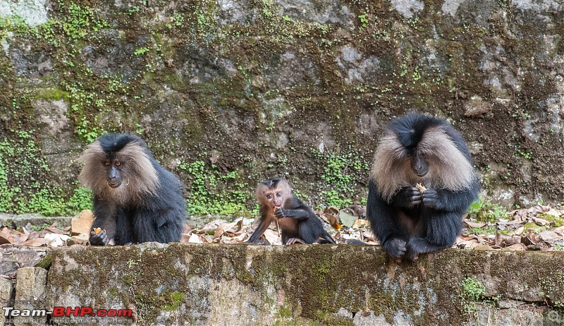 To Valparai, in search of Lion-tailed Macaques!-dsc_2353.jpg