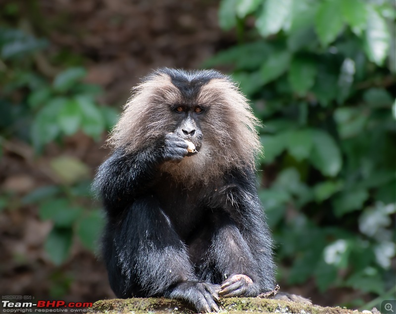To Valparai, in search of Lion-tailed Macaques!-dsc_2367.jpg