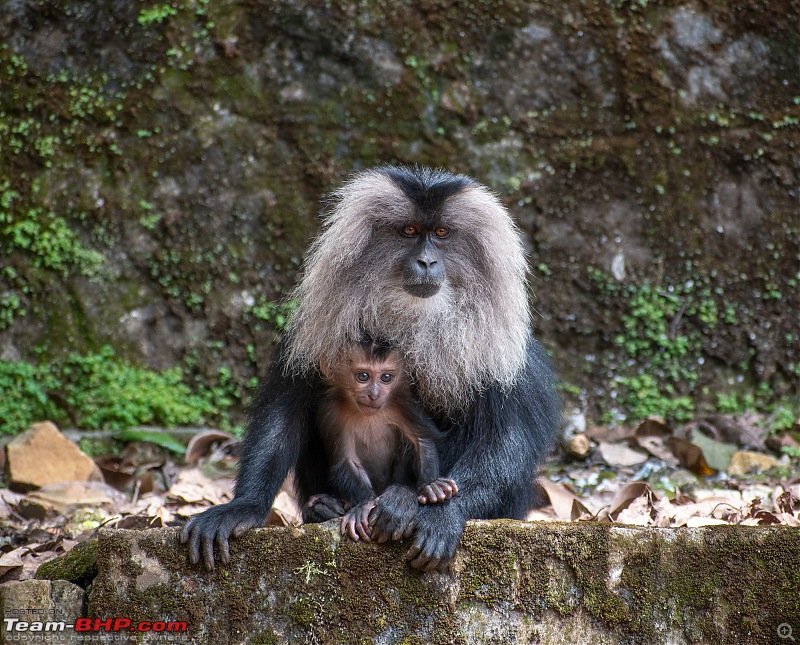To Valparai, in search of Lion-tailed Macaques!-dsc_2378.jpg