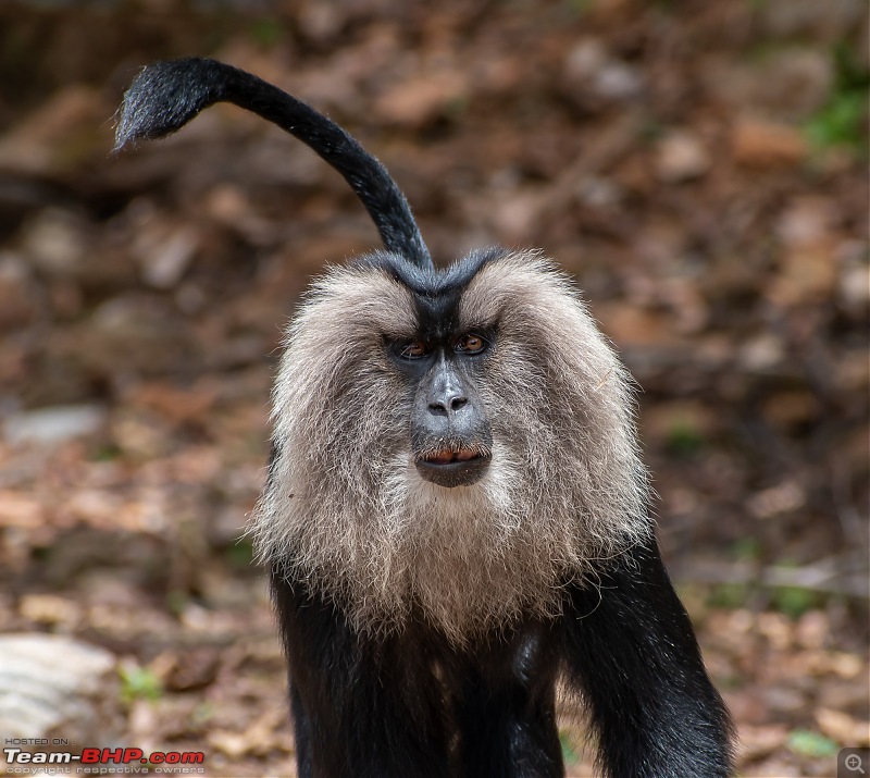 To Valparai, in search of Lion-tailed Macaques!-dsc_2432.jpg