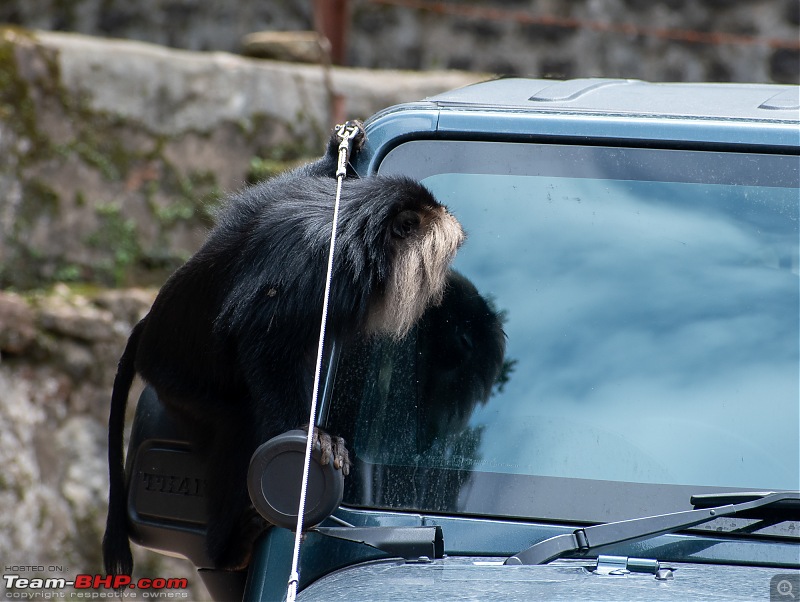 To Valparai, in search of Lion-tailed Macaques!-dsc_2450.jpg