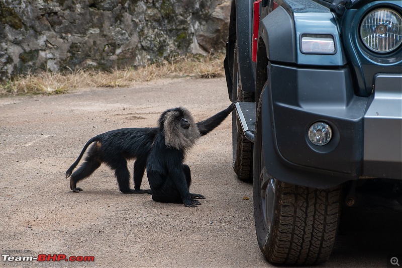 To Valparai, in search of Lion-tailed Macaques!-dsc_2464.jpg
