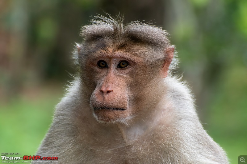To Valparai, in search of Lion-tailed Macaques!-dsc_2489.jpg