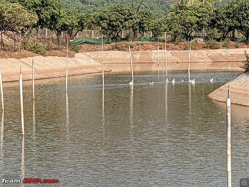 Visit to Sant Darshan Museum, Hadshi-ducks.jpg