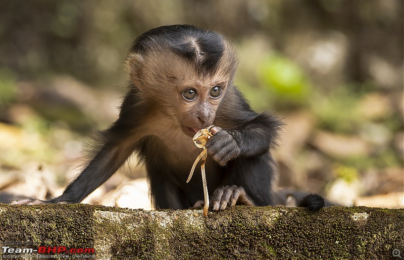 To Valparai, in search of Lion-tailed Macaques!-ltm-baby.jpg