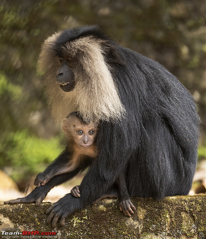 To Valparai, in search of Lion-tailed Macaques!-mother-child.jpg