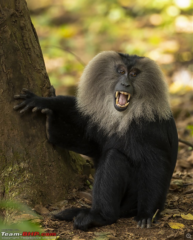 To Valparai, in search of Lion-tailed Macaques!-ltm-grimace.jpg