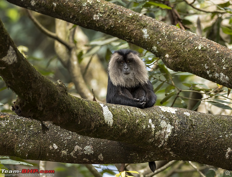 To Valparai, in search of Lion-tailed Macaques!-ltm-tree-port.jpg