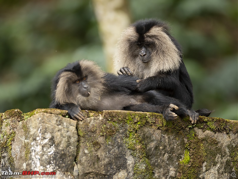 To Valparai, in search of Lion-tailed Macaques!-ltm-relax.jpg