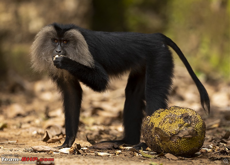 To Valparai, in search of Lion-tailed Macaques!-eating-jackf.jpg
