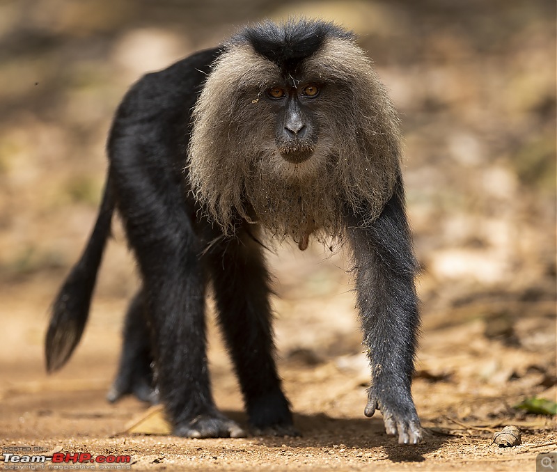 To Valparai, in search of Lion-tailed Macaques!-ltm-walk.jpg