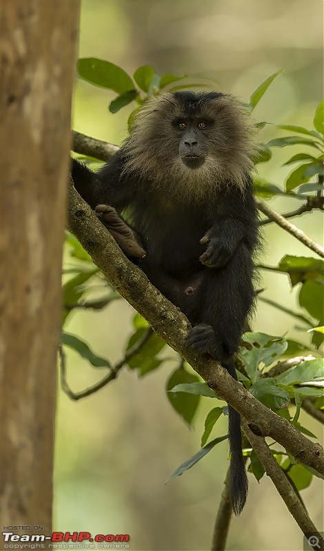 To Valparai, in search of Lion-tailed Macaques!-ltm-tree.jpg