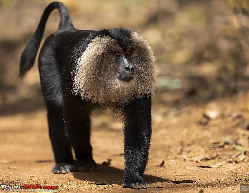 To Valparai, in search of Lion-tailed Macaques!-ltm-male-full.jpg