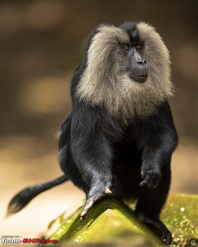 To Valparai, in search of Lion-tailed Macaques!-ltm-side-male.jpg