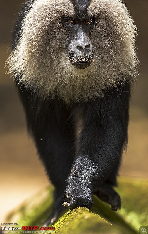 To Valparai, in search of Lion-tailed Macaques!-ltm-head-.jpg