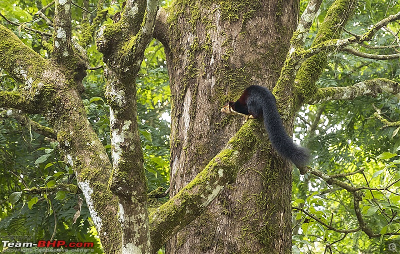 To Valparai, in search of Lion-tailed Macaques!-squirel.jpg