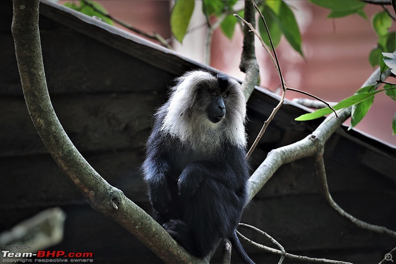 To Valparai, in search of Lion-tailed Macaques!-ltm-1.jpg