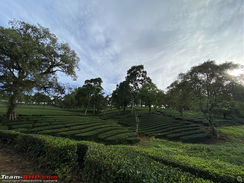 To Valparai, in search of Lion-tailed Macaques!-nature-walk-5.jpg