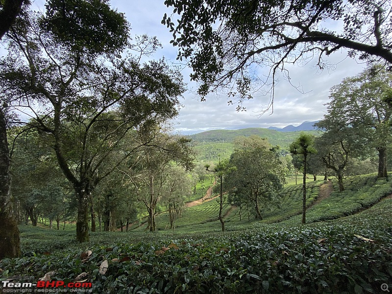 To Valparai, in search of Lion-tailed Macaques!-nature-walk-8.jpg