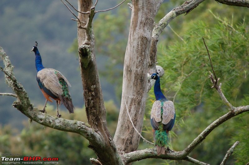 Nilliyampathy- forest ride boon for trekkers-nelliyampathy-7.jpg