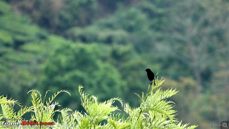 Munnar calling - A summer escapade-image00035a.jpg