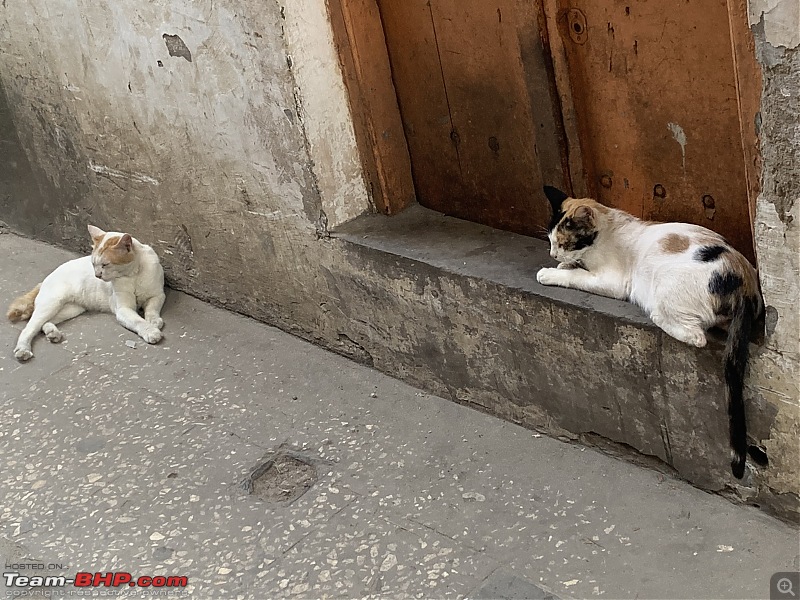 Into the Wild | Zanzibar & Tanzania-cats-2.jpg