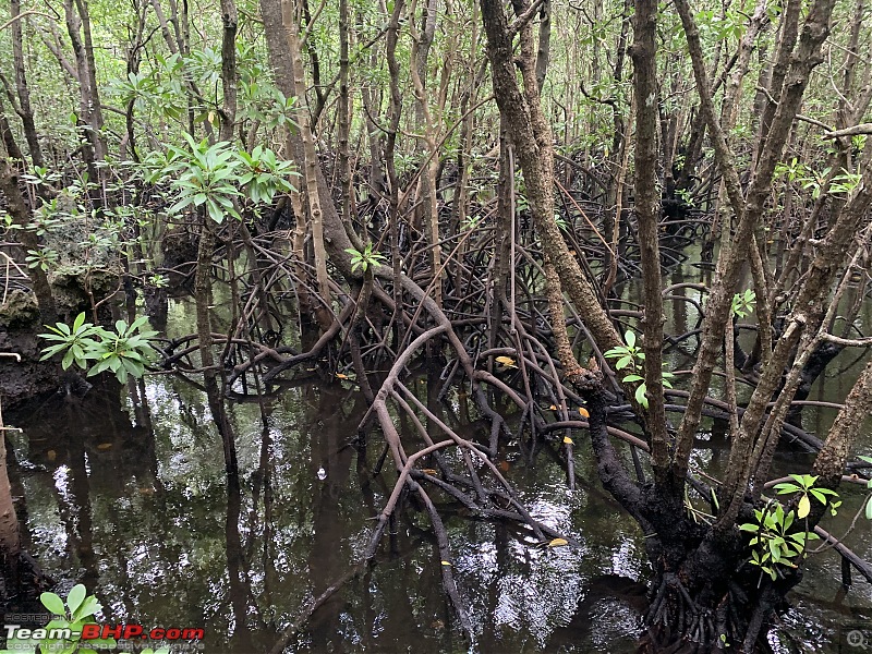 Into the Wild | Zanzibar & Tanzania-mangrove-1.jpg