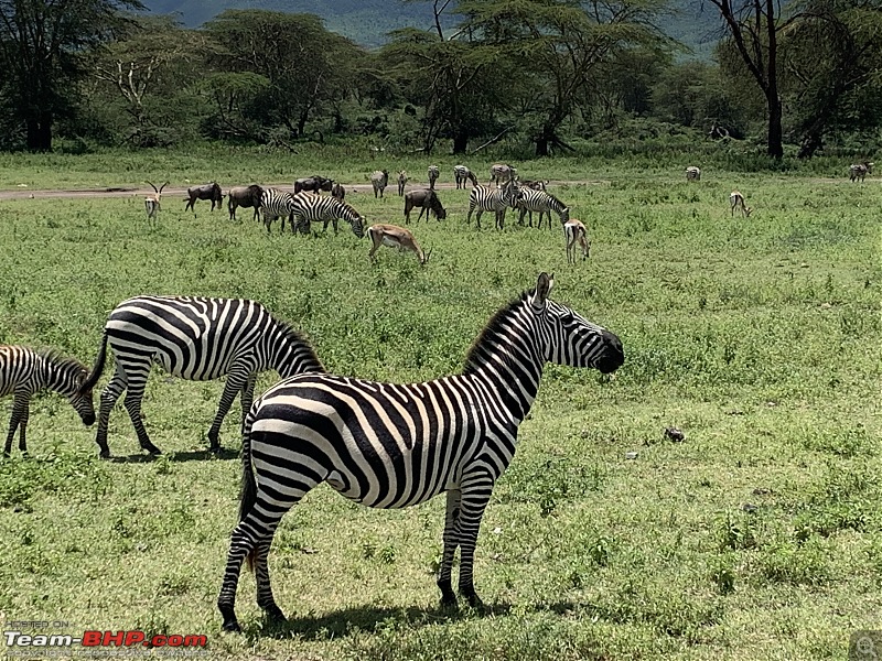 Into the Wild | Zanzibar & Tanzania-zebra.jpg