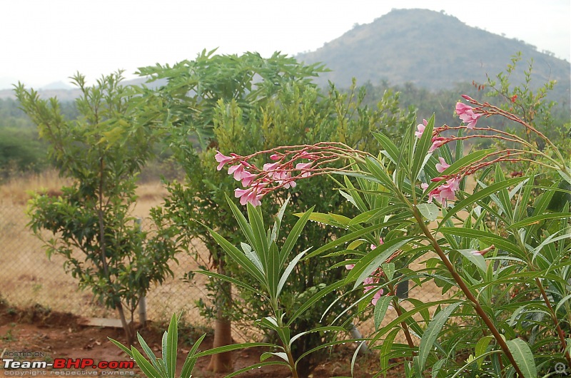 Chasing the summer showers around Theni and Thekkady-dsc_0029.jpg