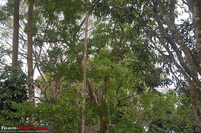 Chasing the summer showers around Theni and Thekkady-dsc_0127.jpg