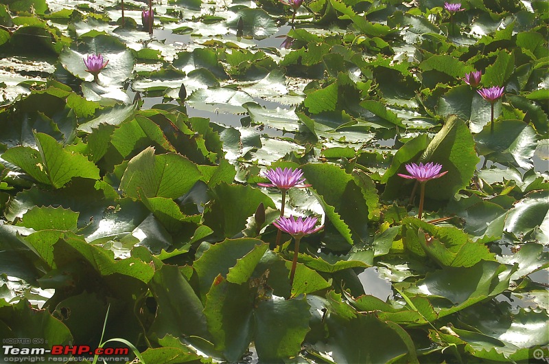 Chasing the summer showers around Theni and Thekkady-dsc_0153.jpg