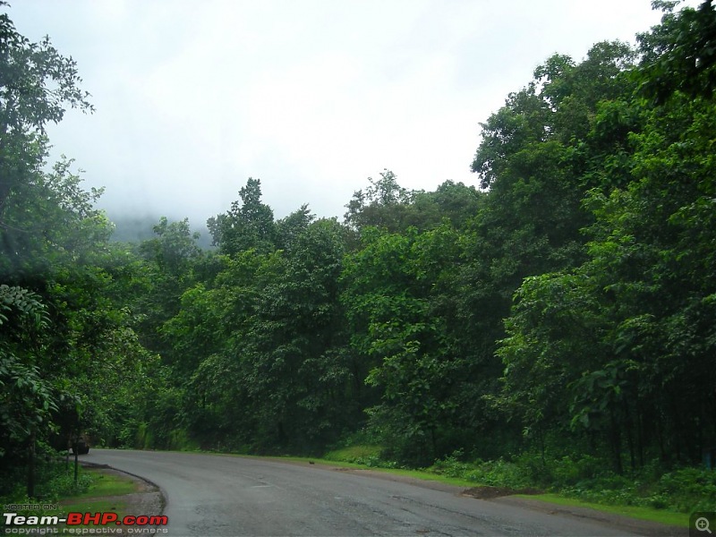 An Incredible Road trip from Pune to Kerala! - Revisited the second time!-z-dense-jungle.jpg