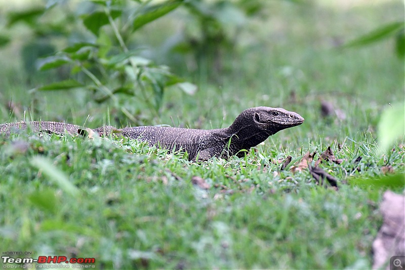 Our road-trip to Kabini, Parambikulam & Mamalakandam-k8.jpg