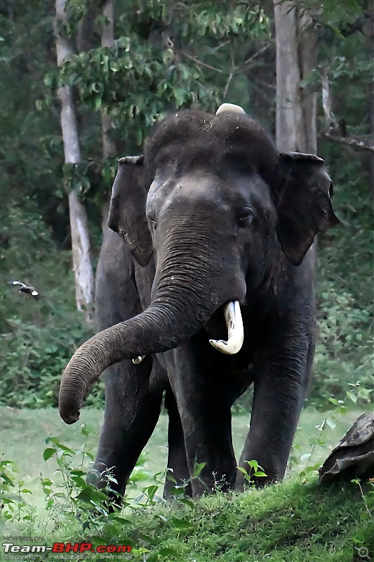 Our road-trip to Kabini, Parambikulam & Mamalakandam-k11.jpg