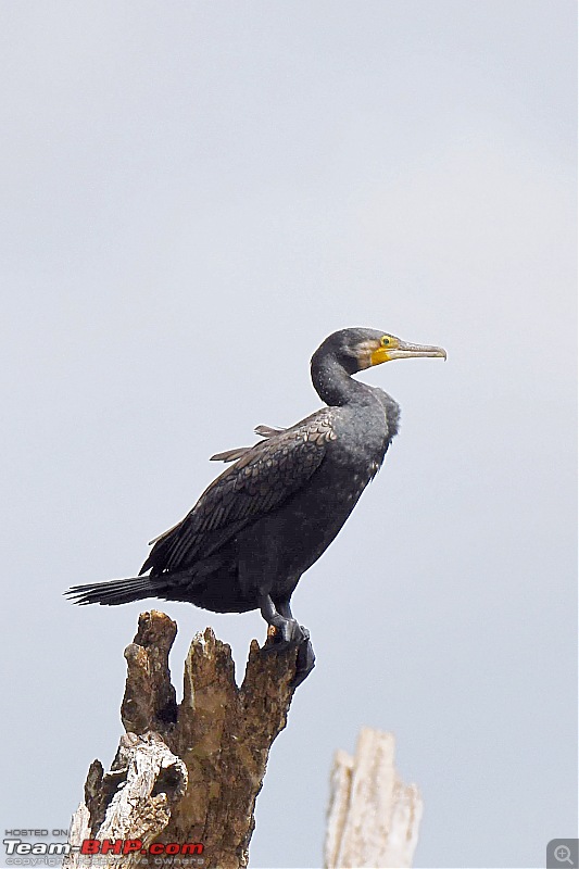 Our road-trip to Kabini, Parambikulam & Mamalakandam-k15.jpg