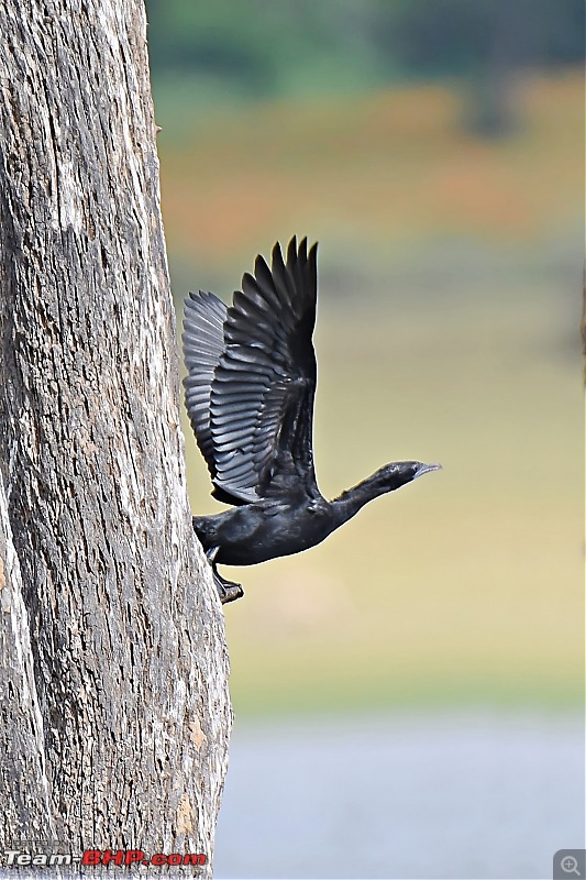 Our road-trip to Kabini, Parambikulam & Mamalakandam-k17.jpg