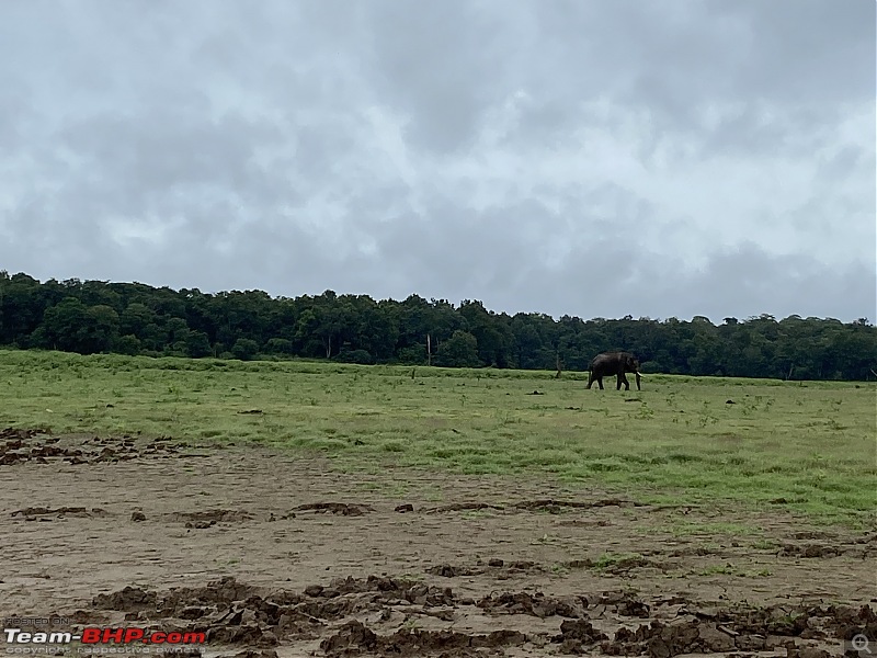 Our road-trip to Kabini, Parambikulam & Mamalakandam-k21.jpg