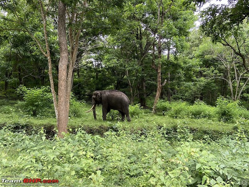 Our road-trip to Kabini, Parambikulam & Mamalakandam-k29.jpg