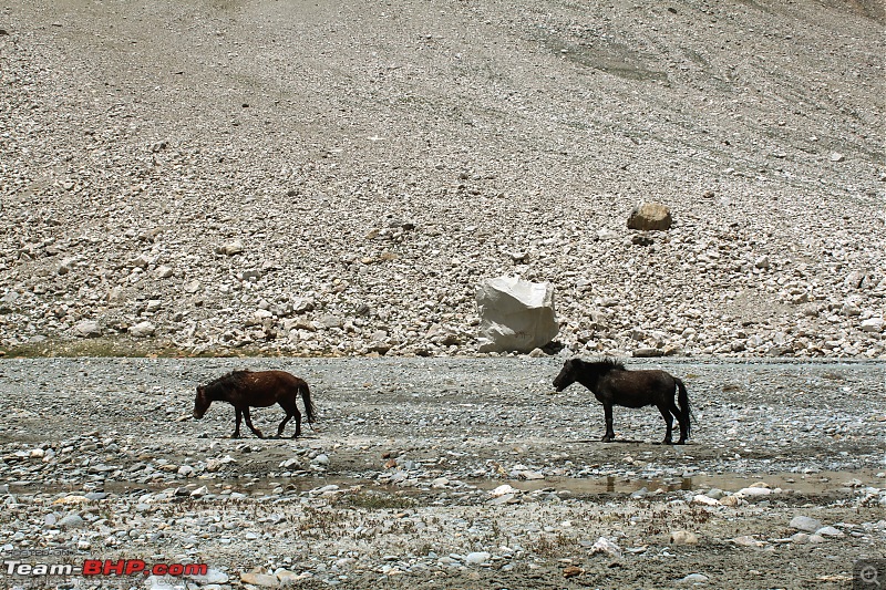 Bangalore to Ladakh in a Scorpio Getaway pick-up truck-wild-horses.jpg
