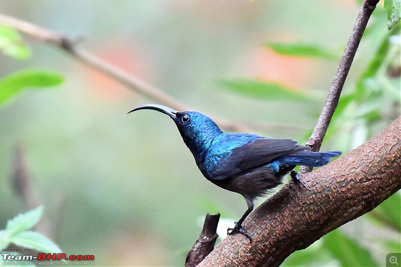 Our road-trip to Kabini, Parambikulam & Mamalakandam-m10.jpg