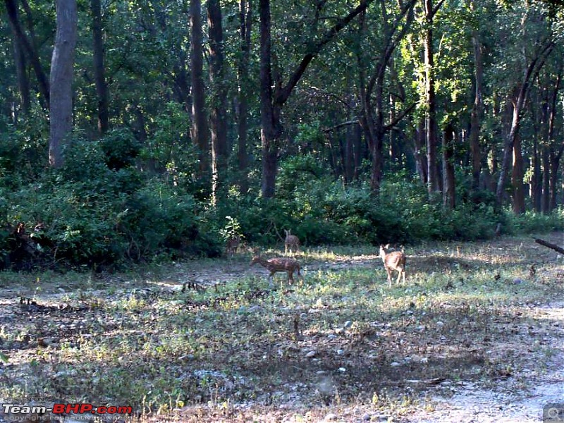 3C's (Car, Camera, Corbett) minus 3C's (Cellphone, Clinics, Classes) = Peace-deer-grazing.jpg