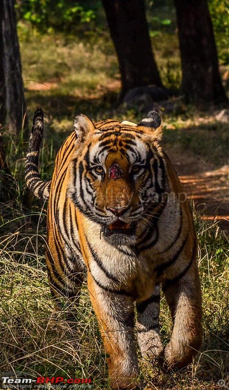 Photographing Tigers in the Wild-5.jpeg
