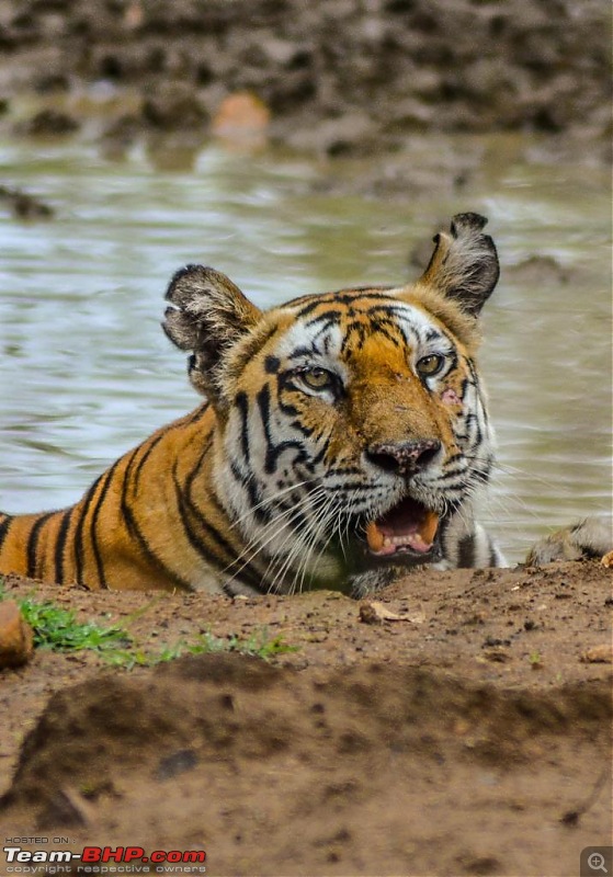 Photographing Tigers in the Wild-6.jpeg