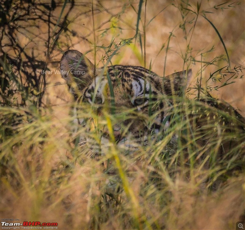 Photographing Tigers in the Wild-7.jpeg