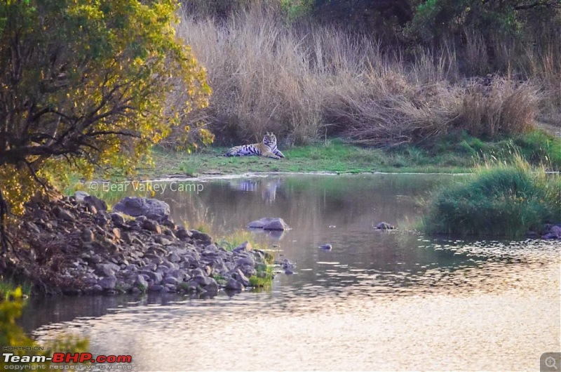 Photographing Tigers in the Wild-9.jpeg