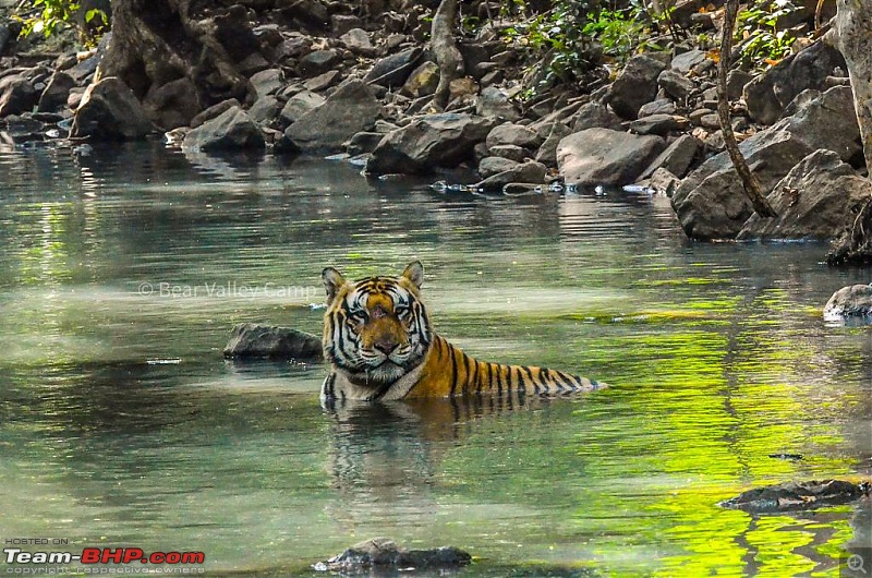 Photographing Tigers in the Wild-10.jpeg