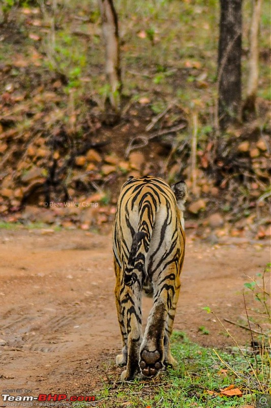 Photographing Tigers in the Wild-20.jpeg